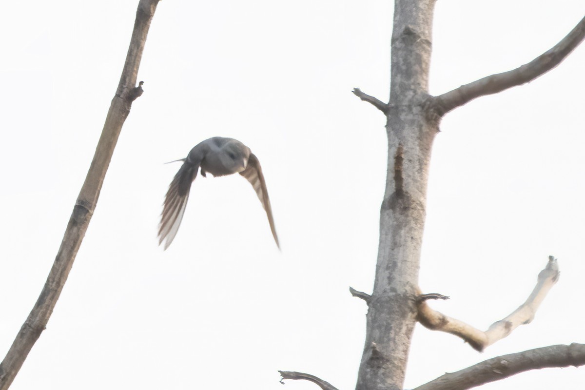 Yellow-throated Sparrow - ML550099861