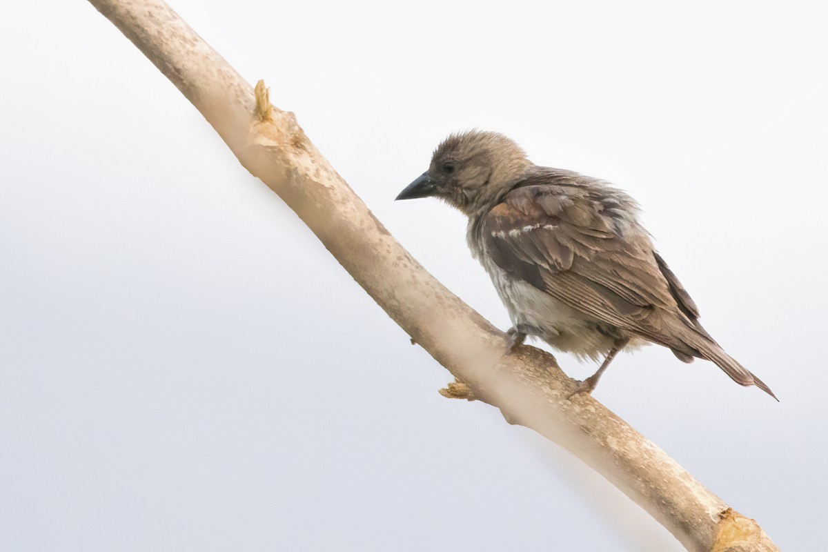 Yellow-throated Sparrow - ML550099871