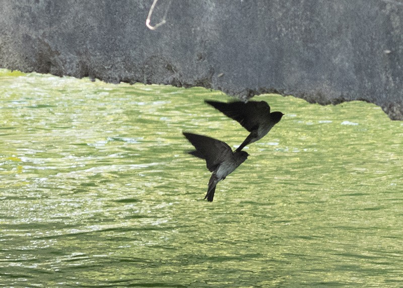 Streak-throated Swallow - Garima Bhatia