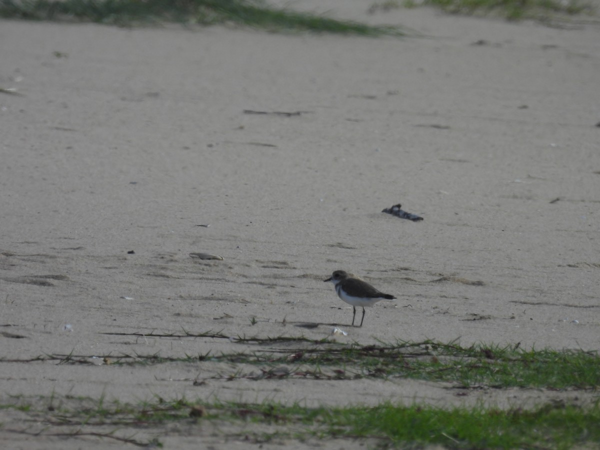 Two-banded Plover - ML550100071