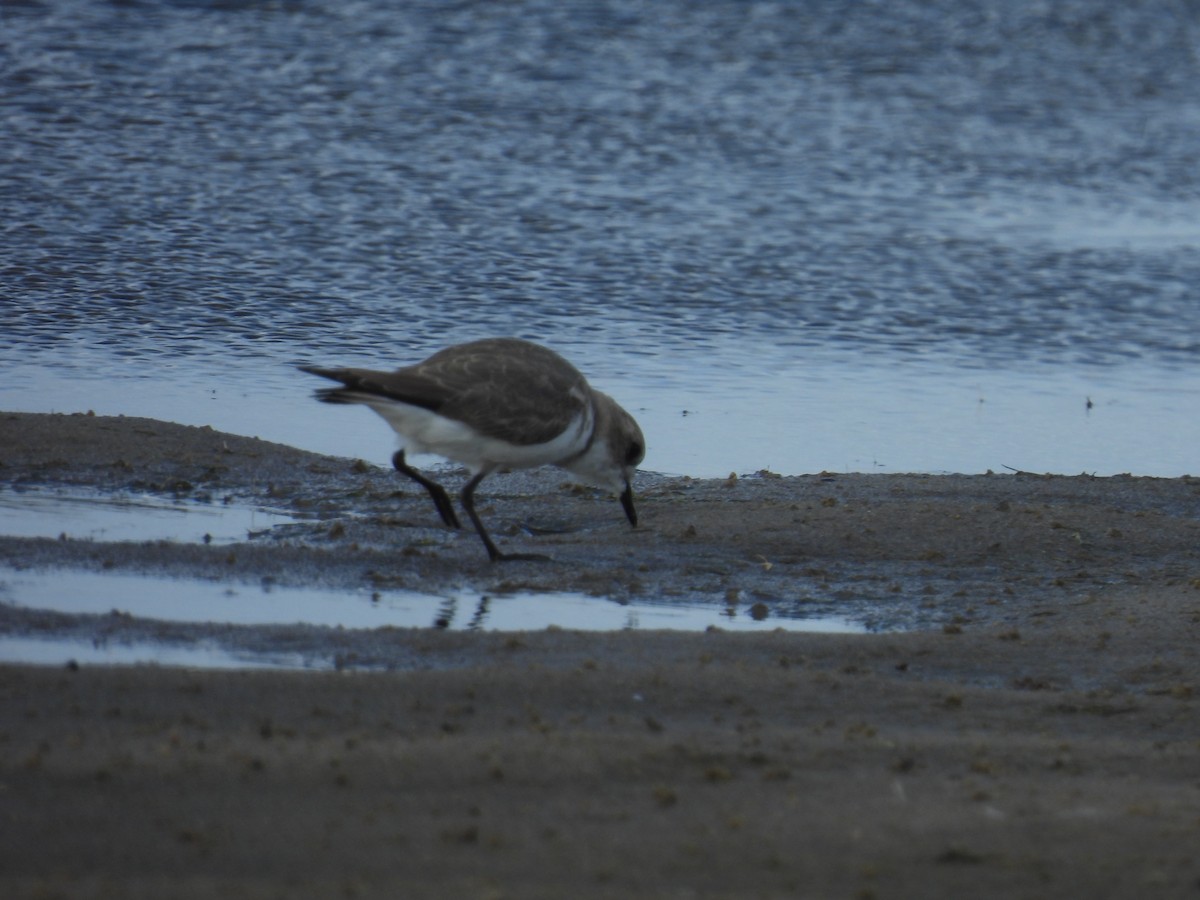 Two-banded Plover - ML550100181