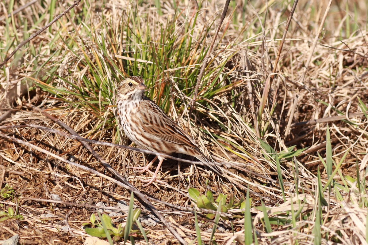 Savannah Sparrow - ML550100501