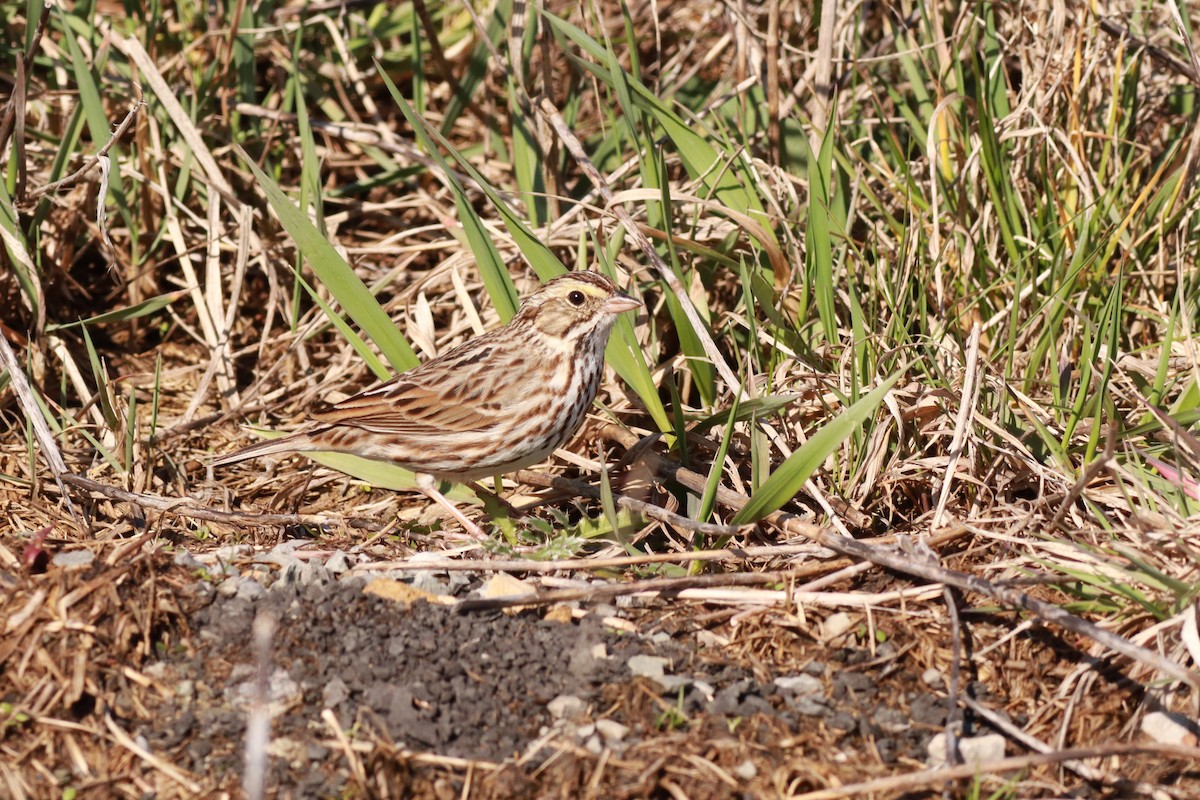 Savannah Sparrow - ML550100561