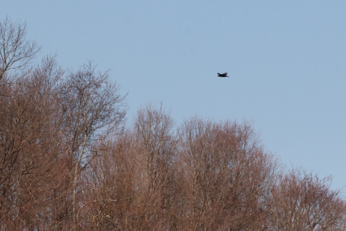Common Raven - ML550100651
