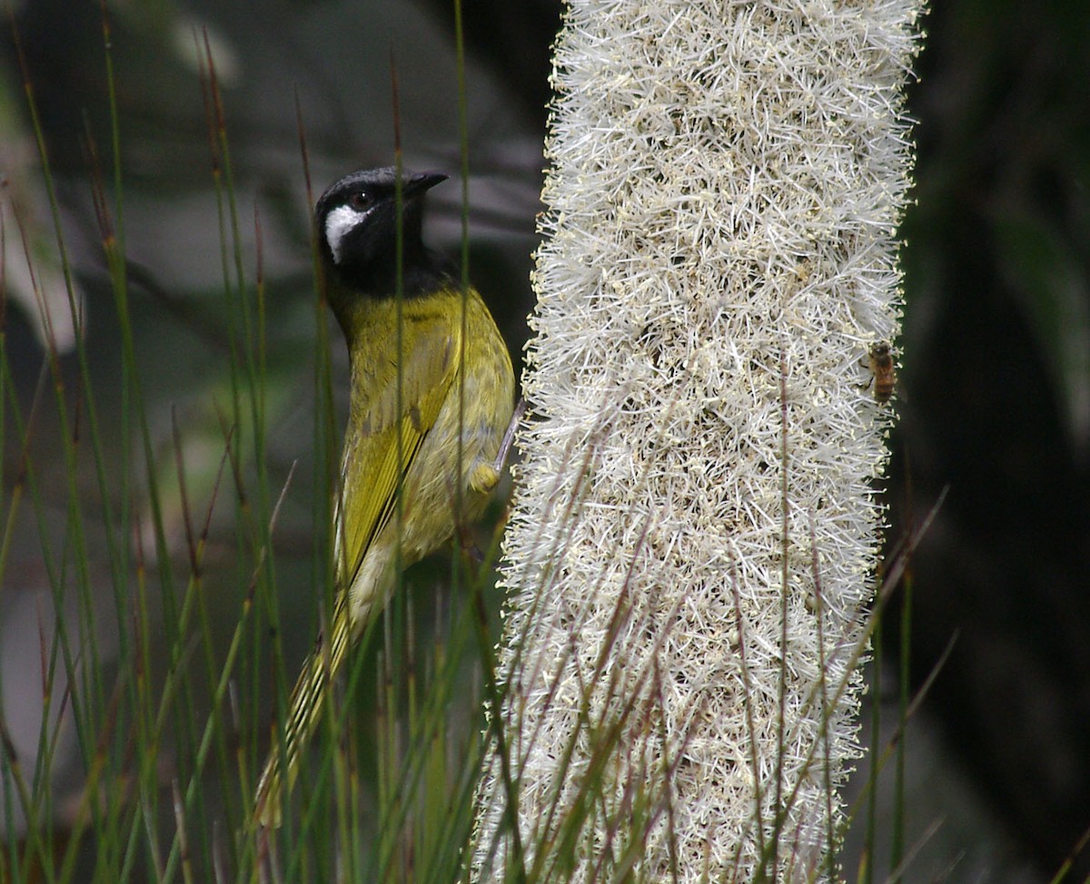 White-eared Honeyeater - ML550101581