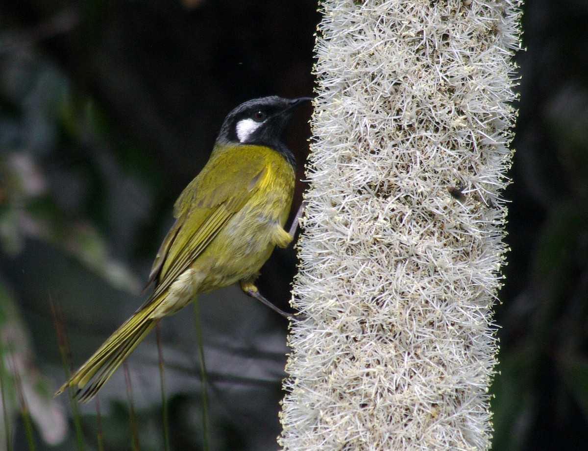 White-eared Honeyeater - Peter Bennet