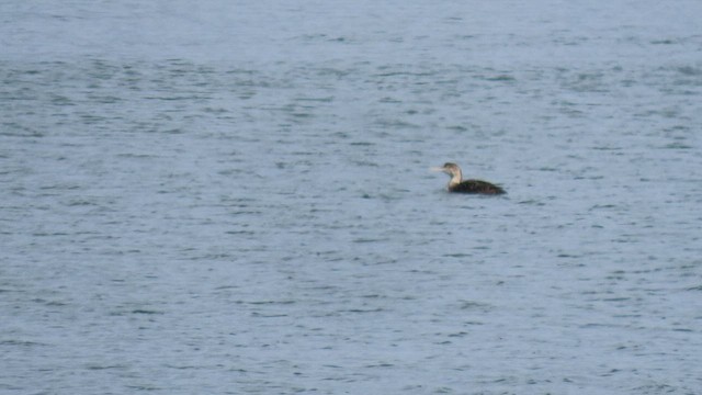 Yellow-billed Loon - ML550102631