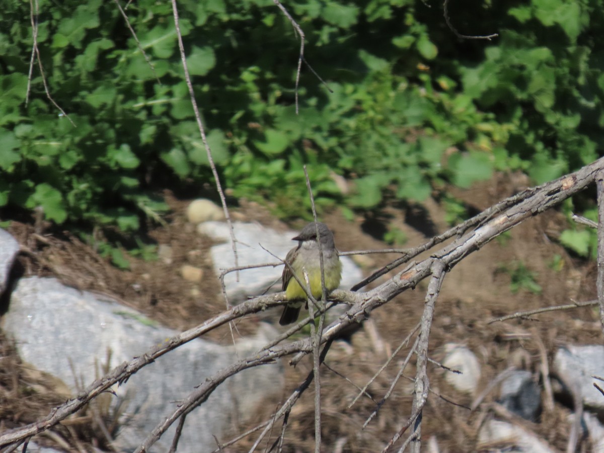 Cassin's Kingbird - ML550103101