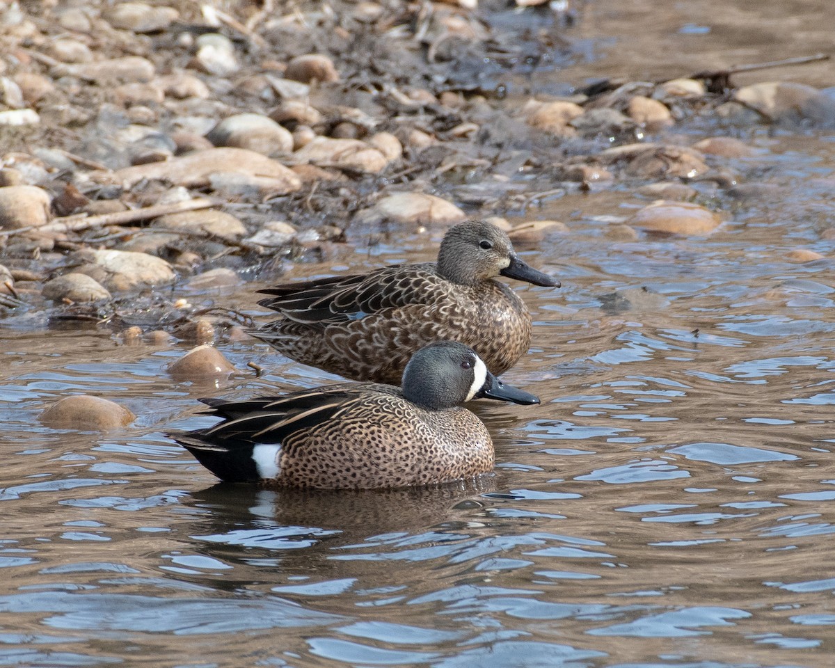 Blue-winged Teal - ML550103381