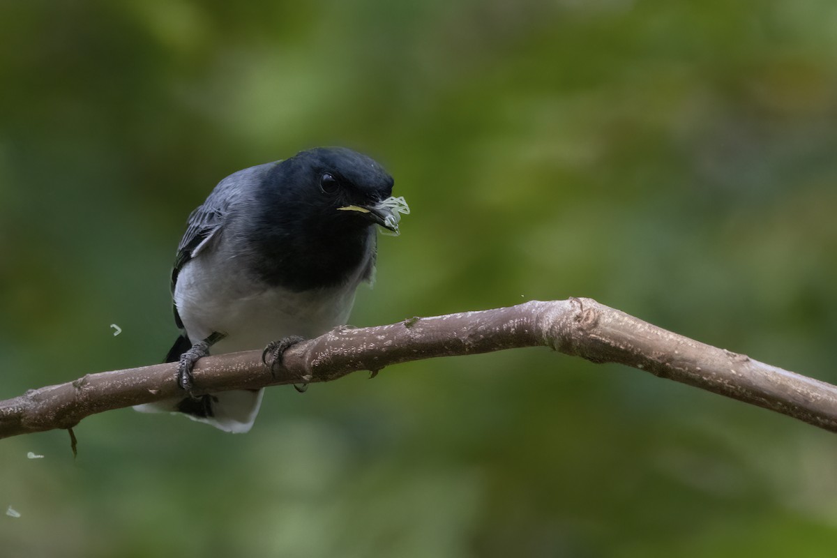 Black-headed Cuckooshrike - ML550105171