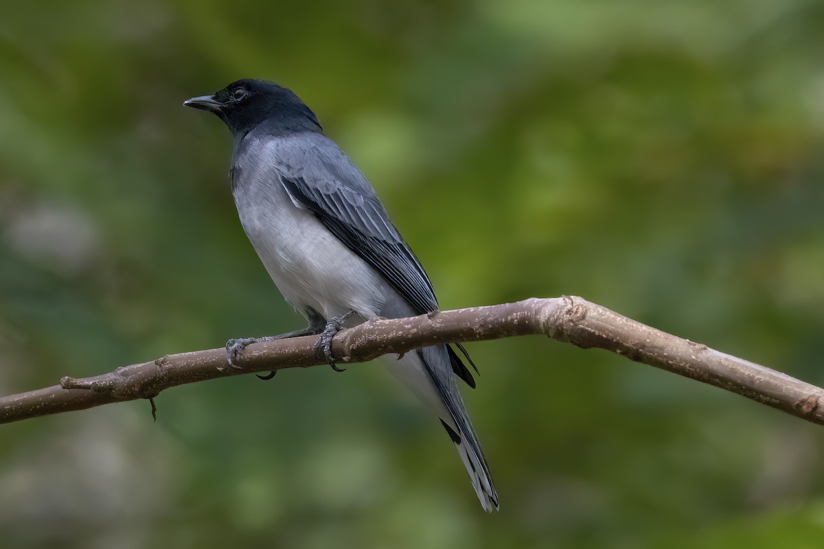 Black-headed Cuckooshrike - ML550105191