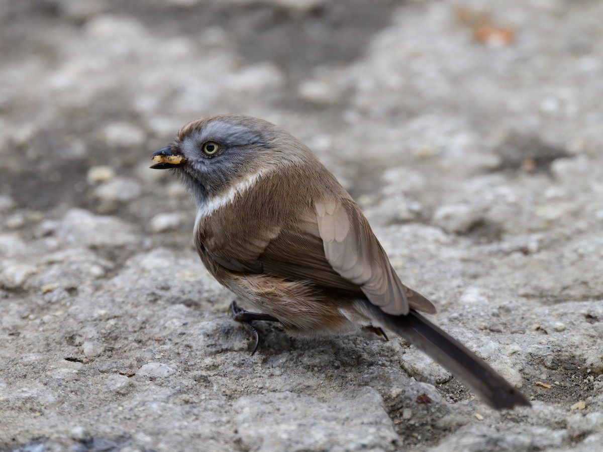 Sooty Tit - Linn sherwin