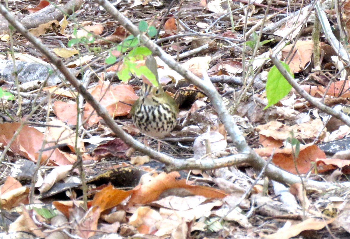 Ovenbird - Thomas Hinnebusch