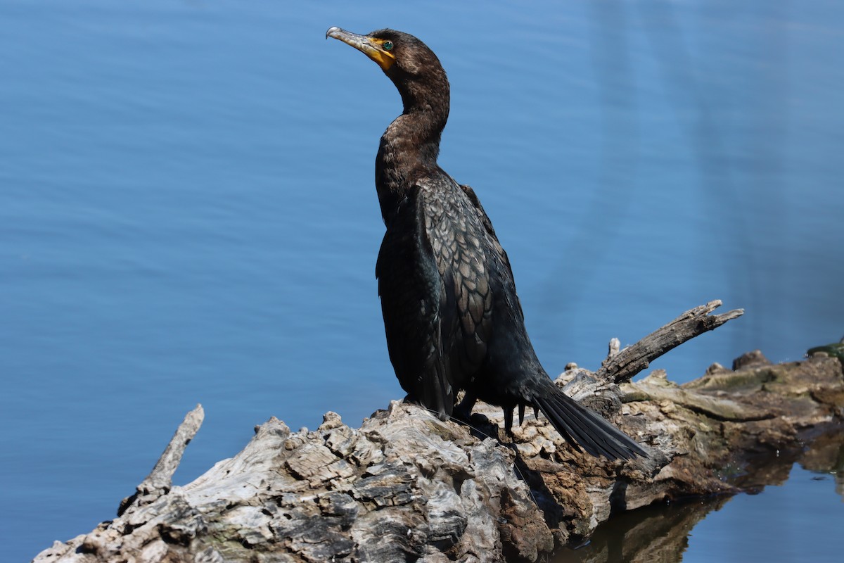 Double-crested Cormorant - ML550105451