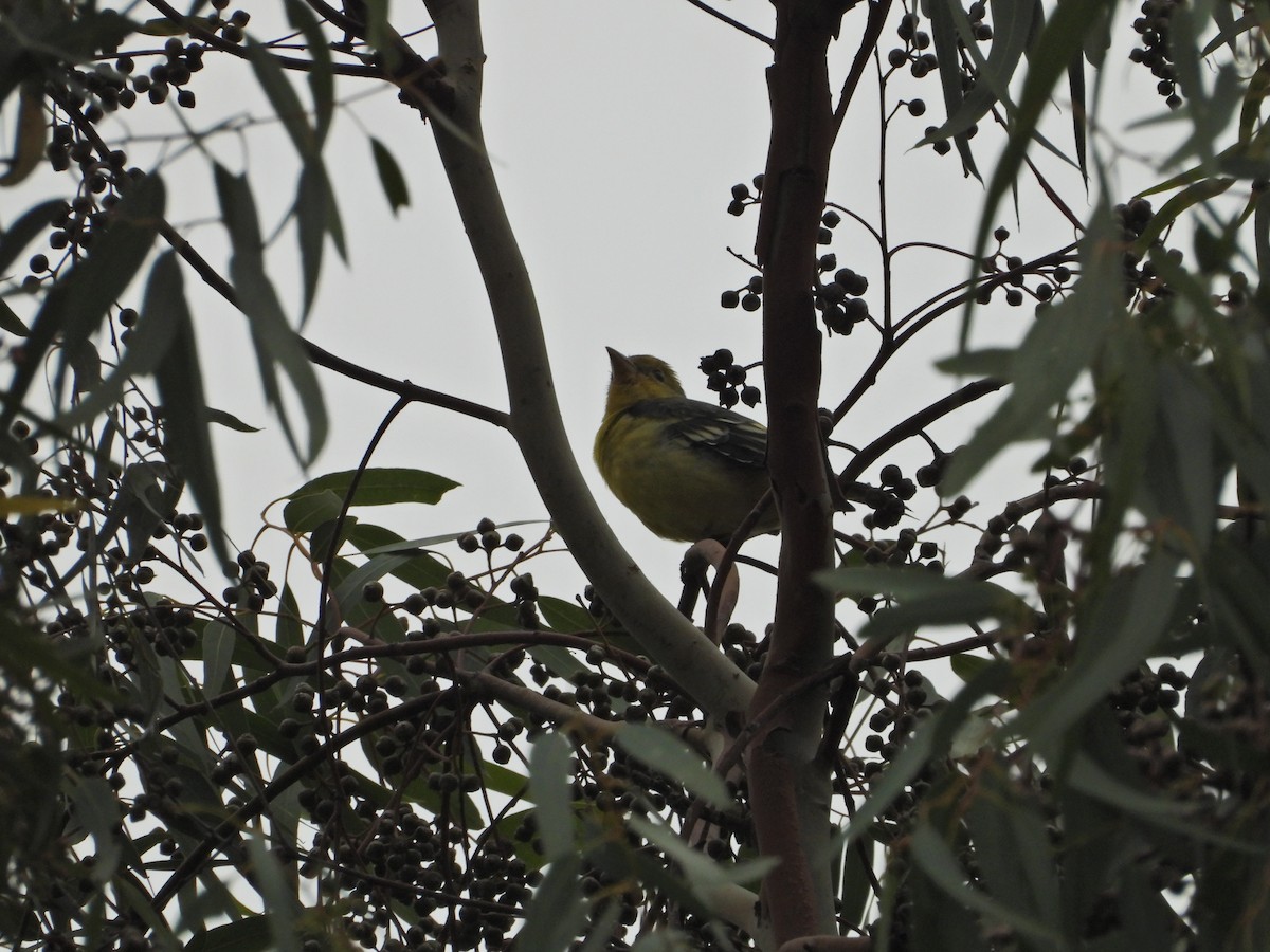 Western Tanager - ML550105481