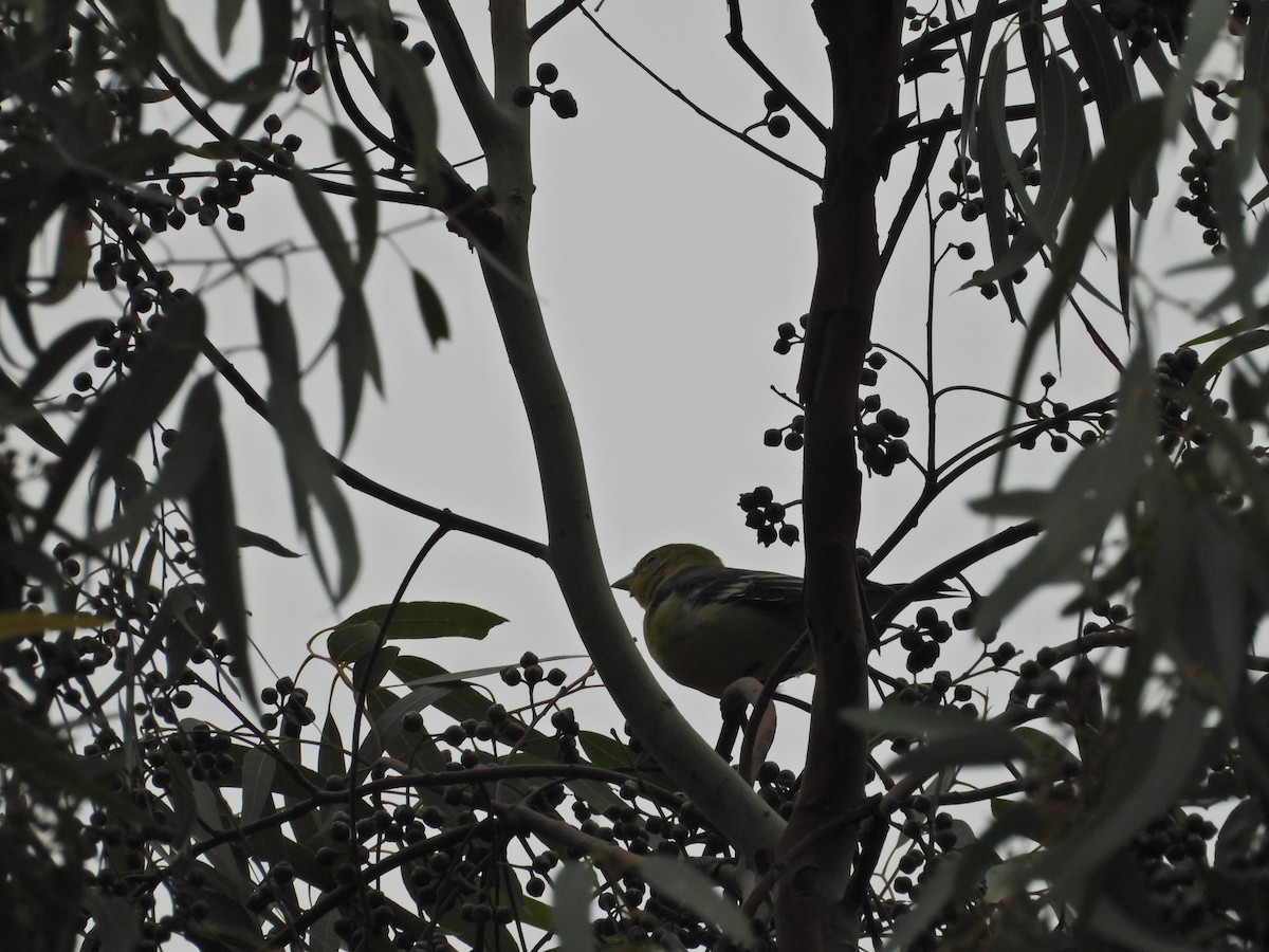 Western Tanager - ML550105561