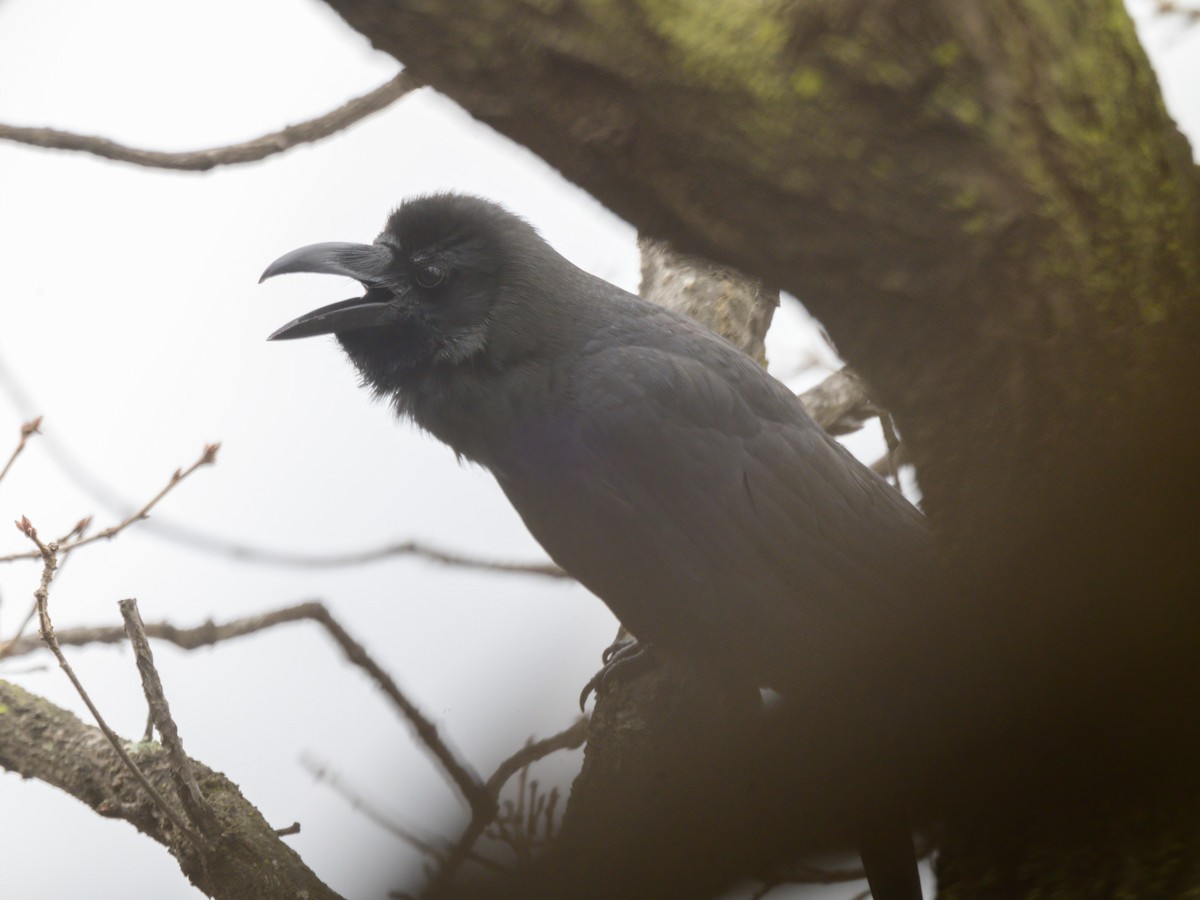 Large-billed Crow (Large-billed) - ML550106551