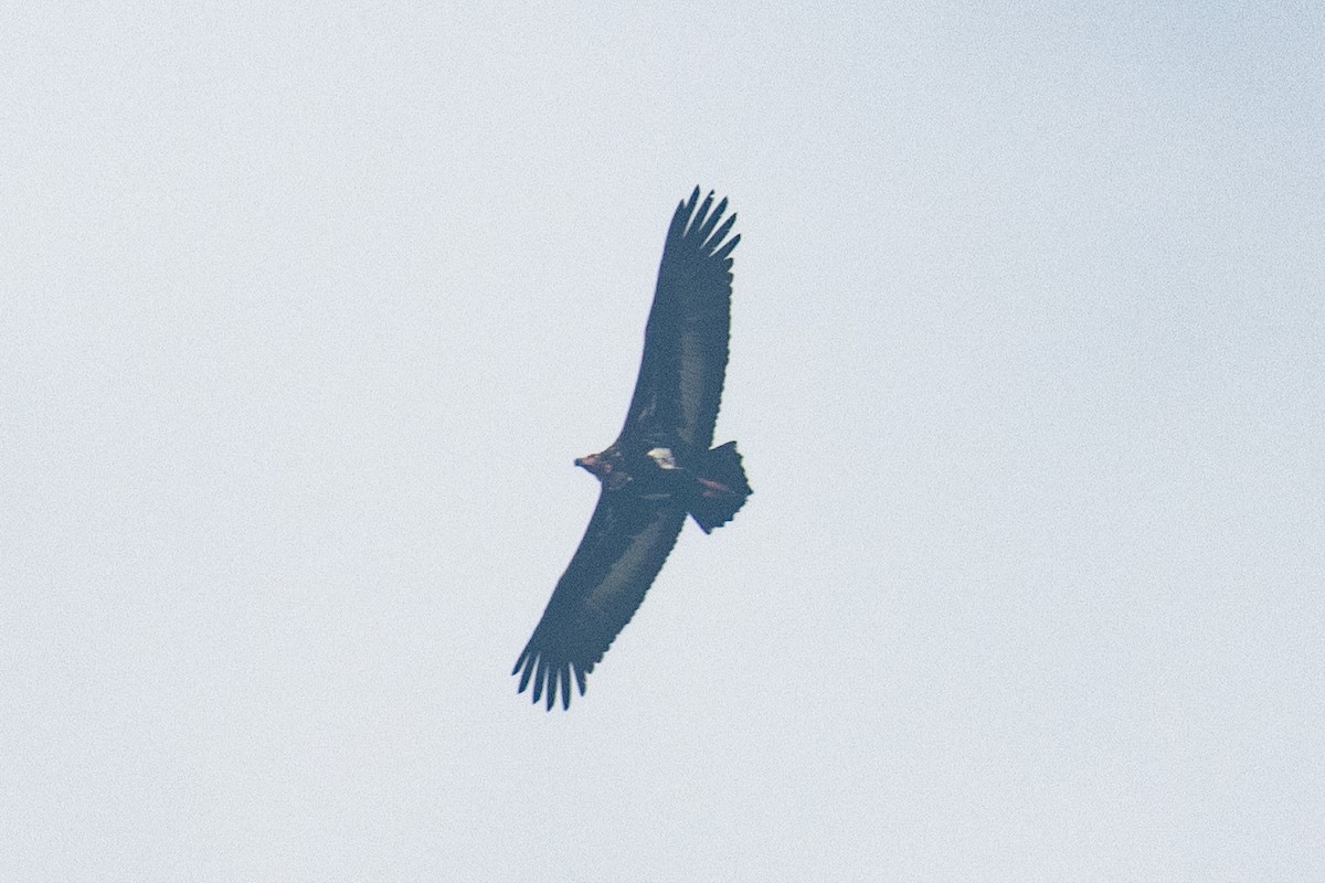 Red-headed Vulture - Kalpesh Krishna