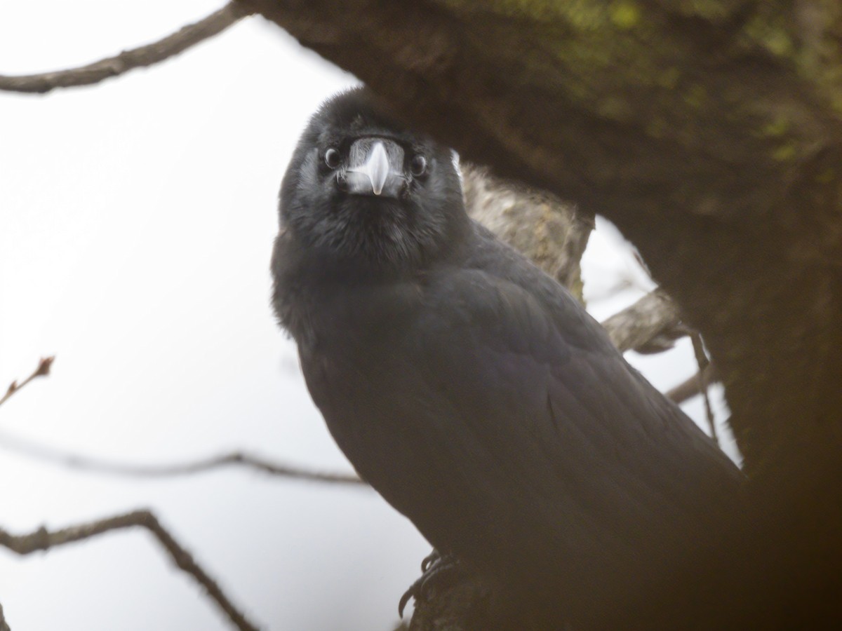 Large-billed Crow (Large-billed) - ML550107671