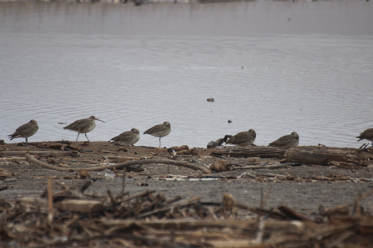 Whimbrel - ML550107831