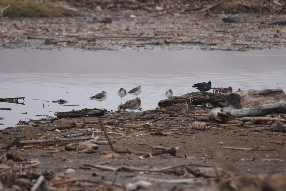 Lesser Yellowlegs - ML550108131