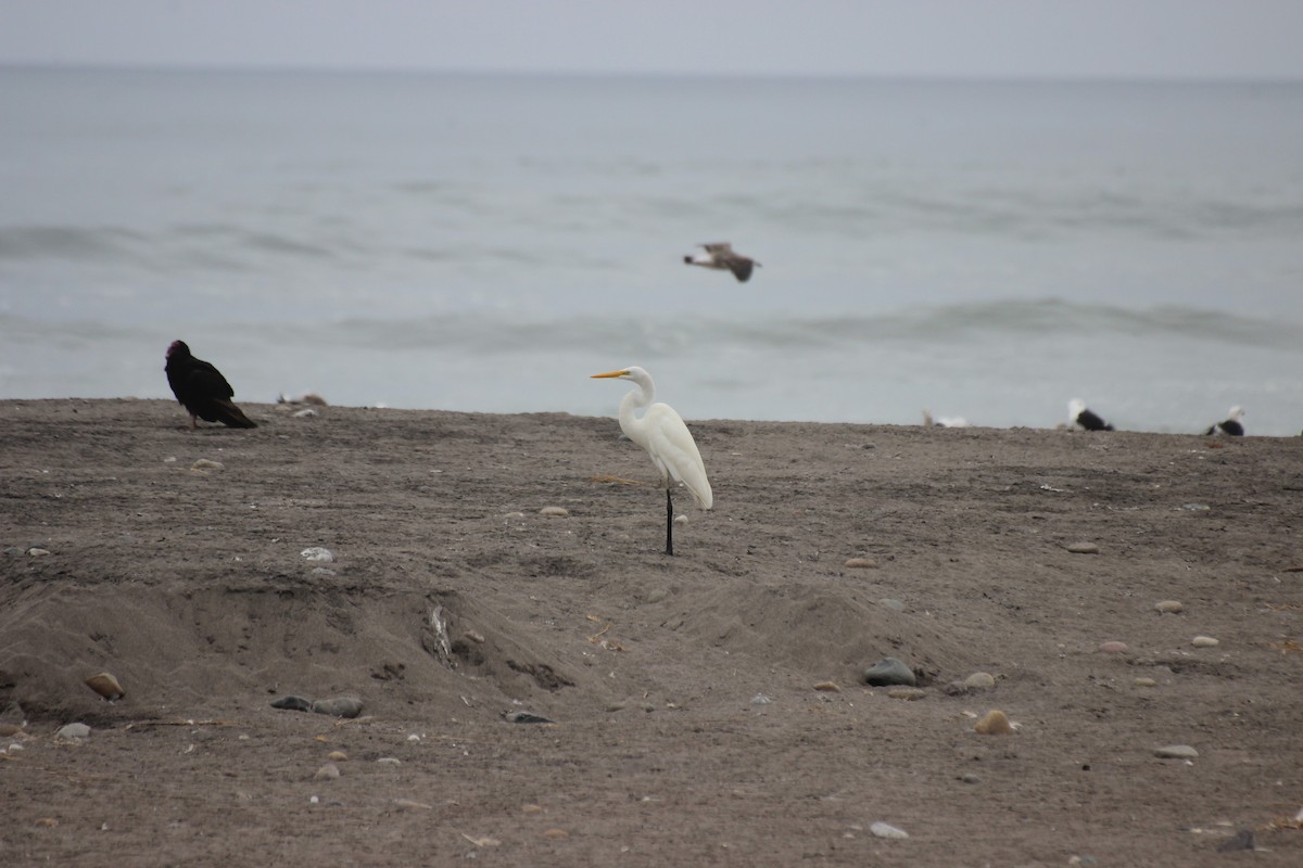 Great Egret - ML550108361