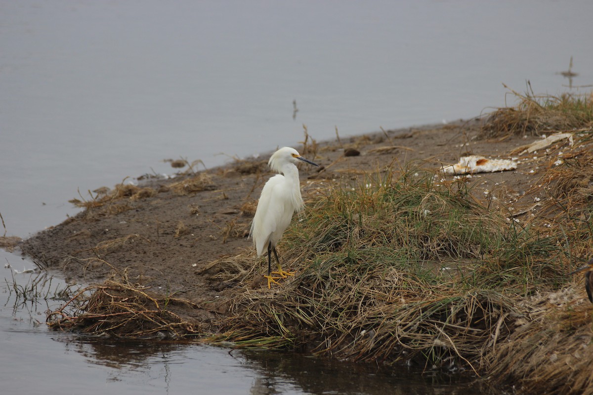 Snowy Egret - ML550108411