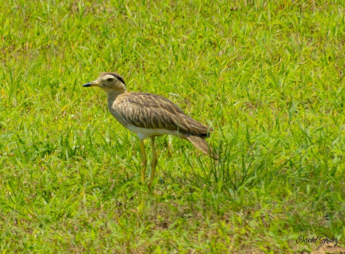 Double-striped Thick-knee - ML550108521