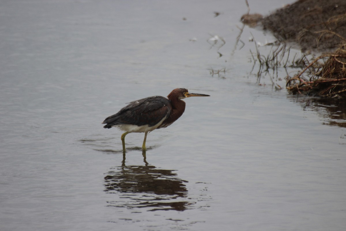 Tricolored Heron - ML550108711