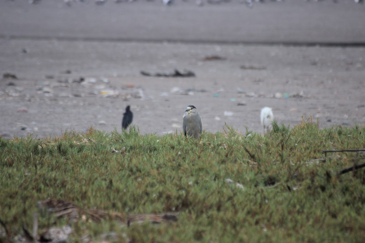 Black-crowned Night Heron - ML550108781