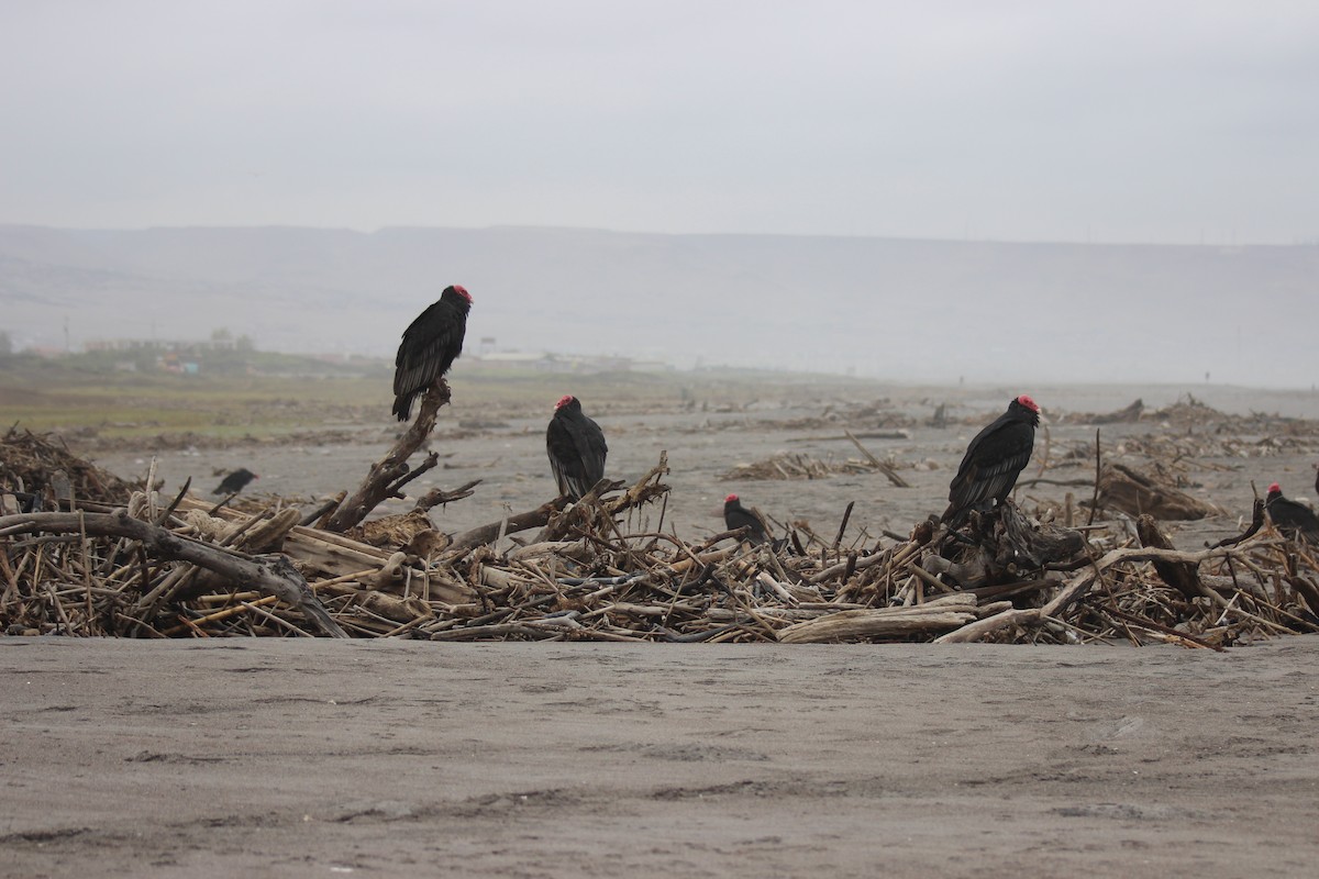 Turkey Vulture - ML550108921