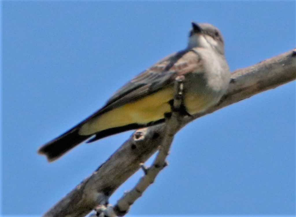 Cassin's Kingbird - ML550109001