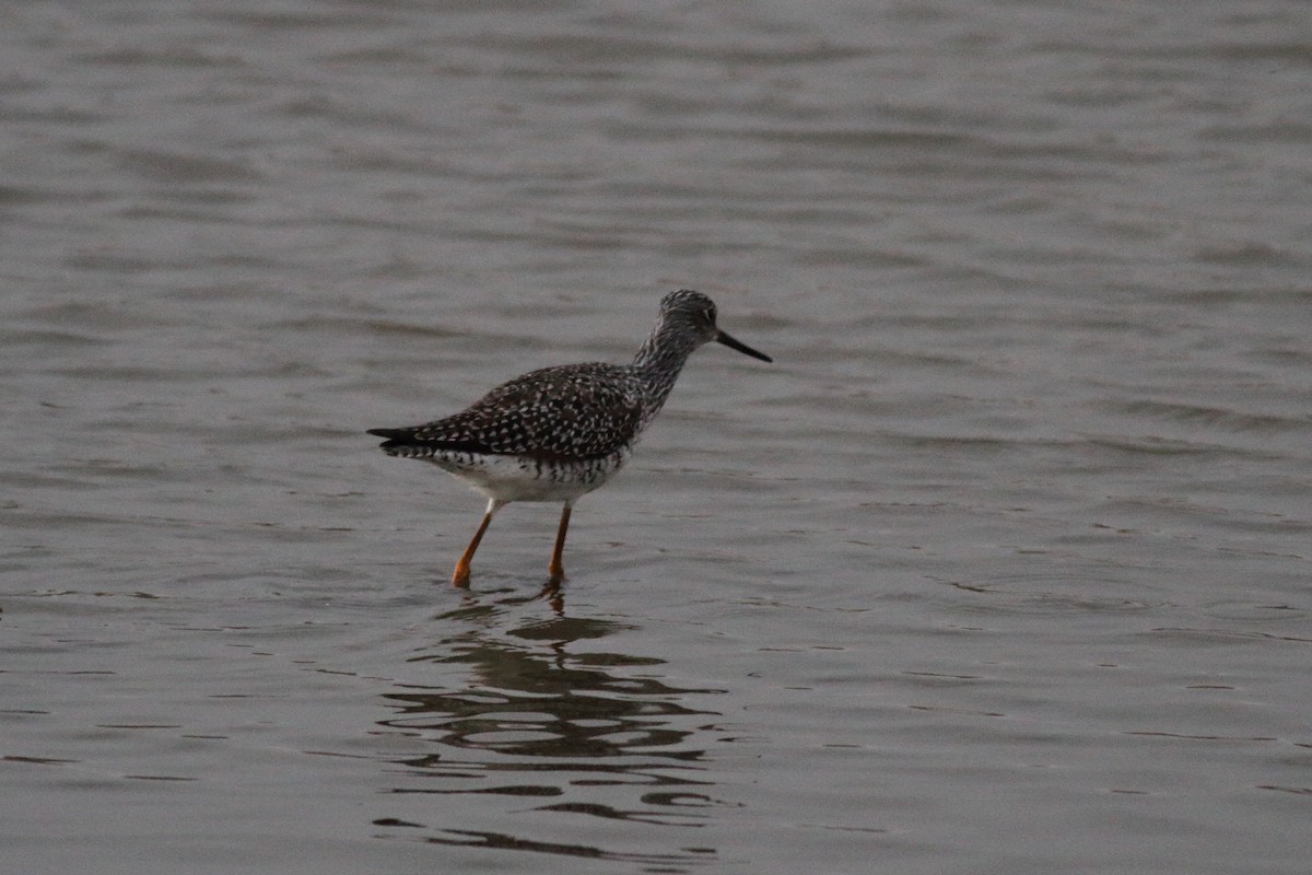 Greater Yellowlegs - Richard Stanton