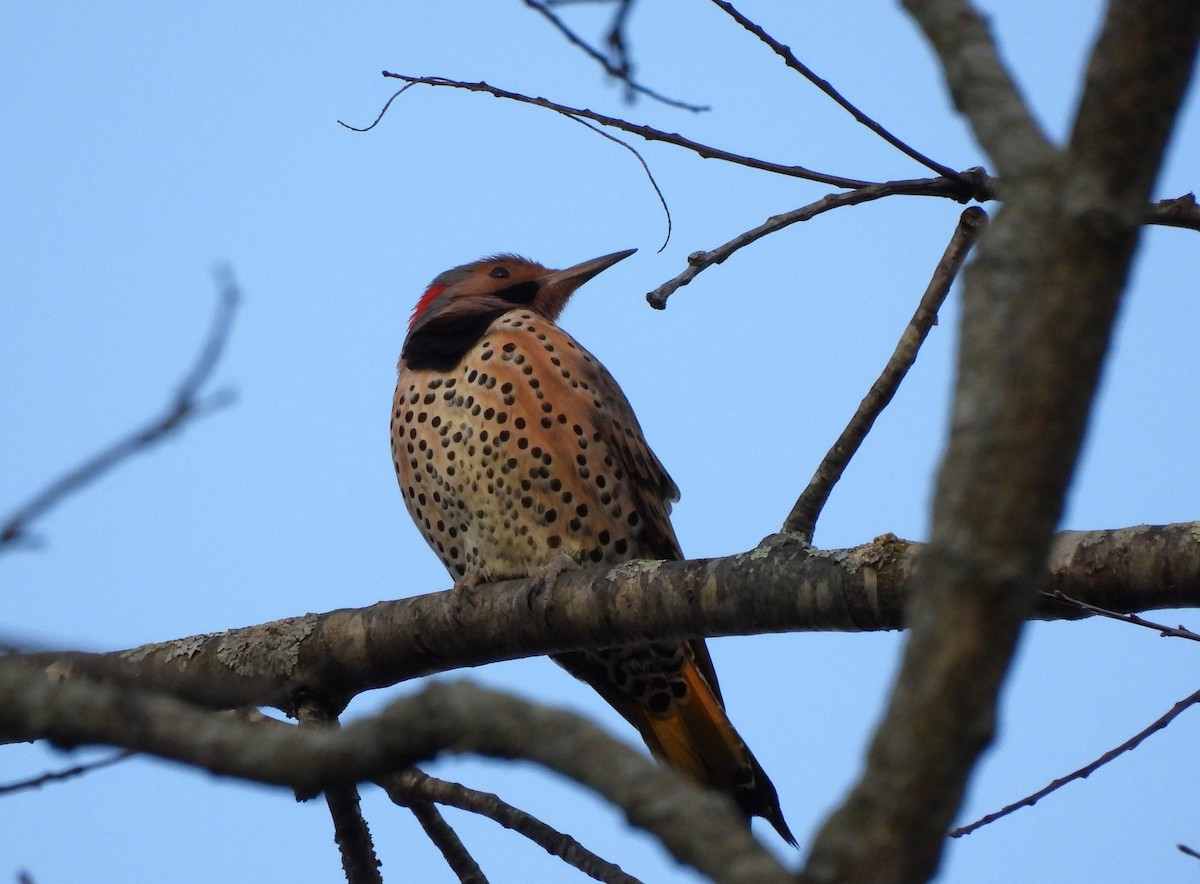 Northern Flicker - Corvus 𓄿