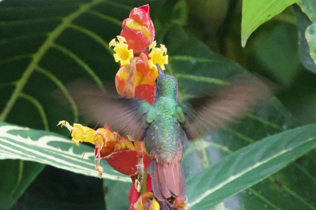 Rufous-tailed Hummingbird - ML550110591