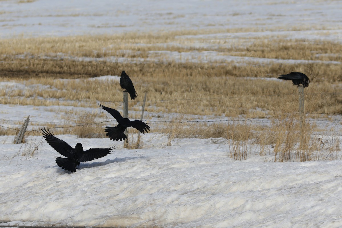 Common Raven - ML550110601