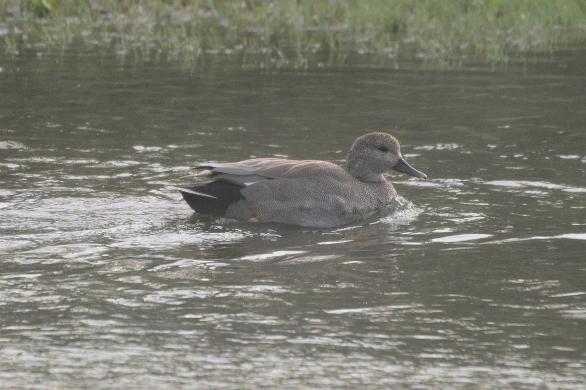 Gadwall - ML550111781