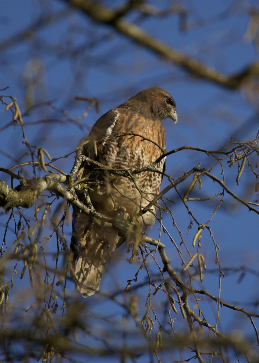 Red-tailed Hawk - ML550112071