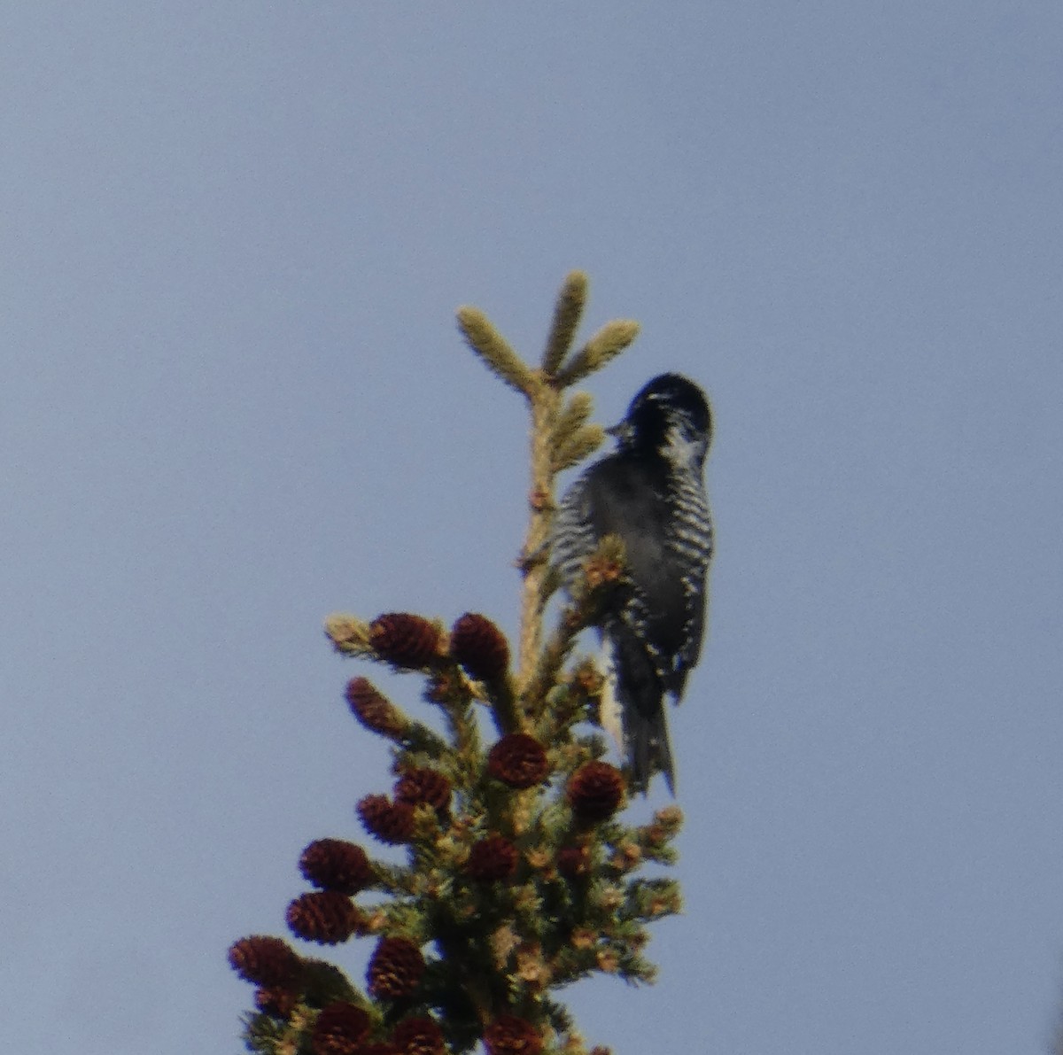 American Three-toed Woodpecker - ML550113081