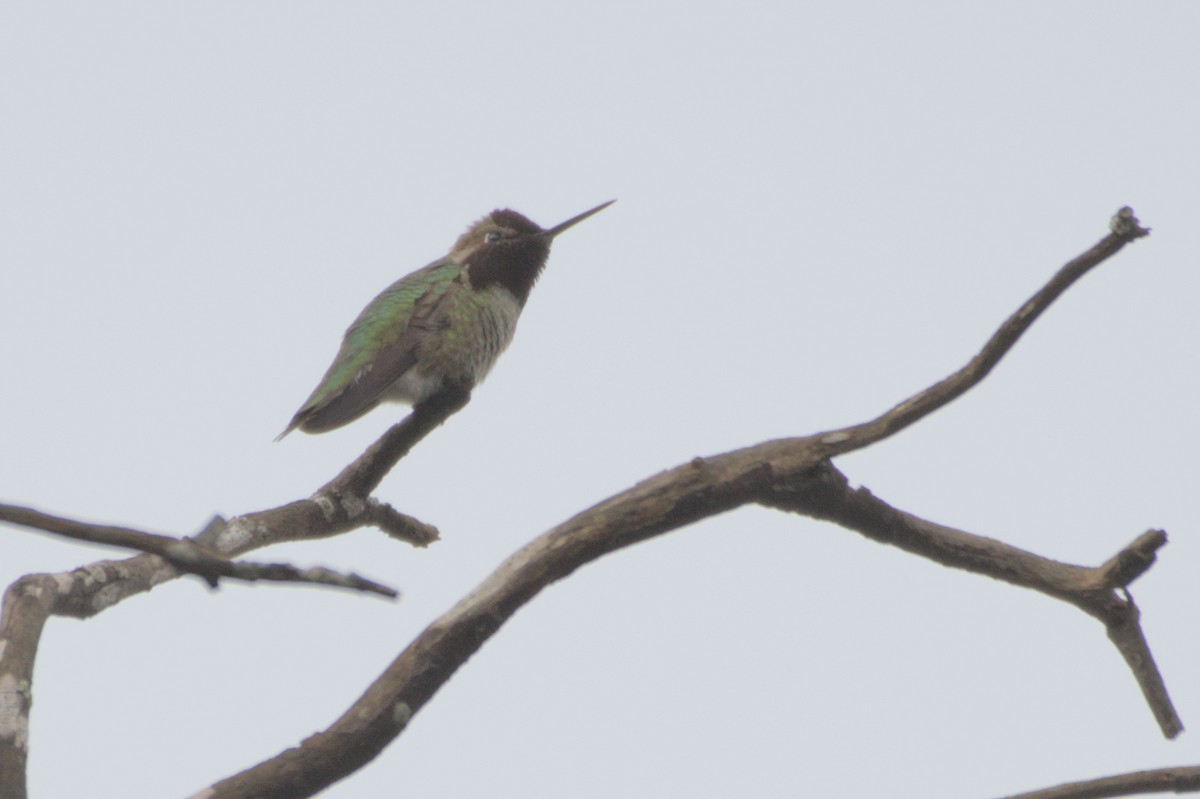 Anna's Hummingbird - ML550113411