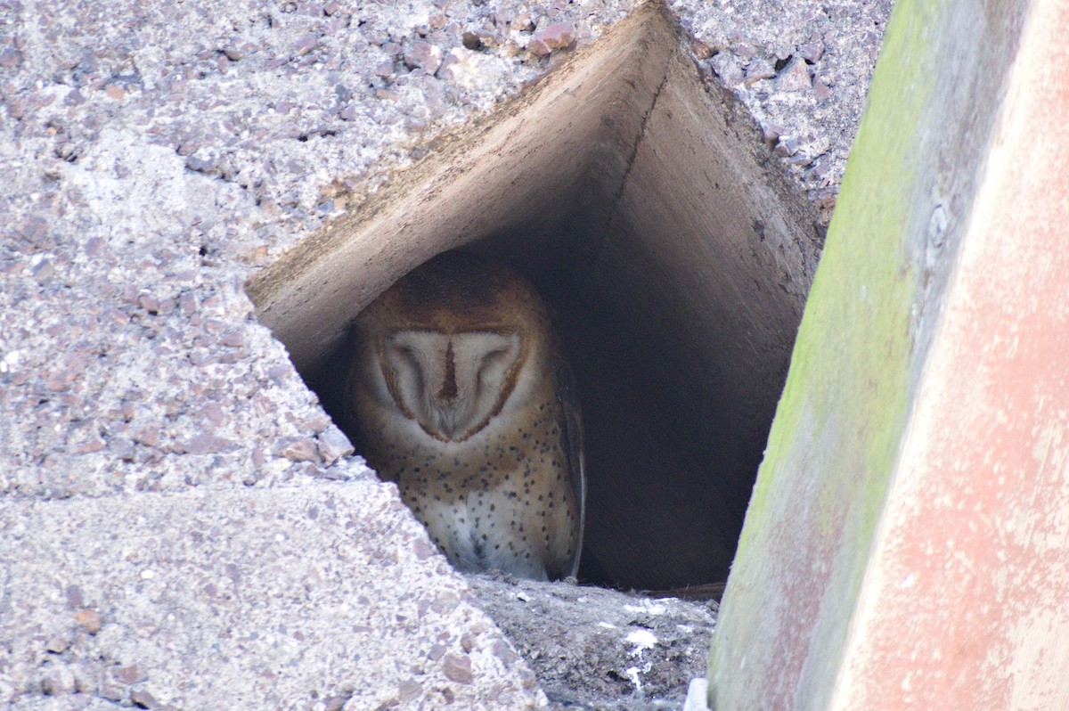 Barn Owl - ML550113461