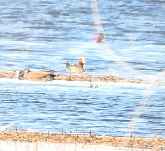 Eurasian Wigeon - ML55011371