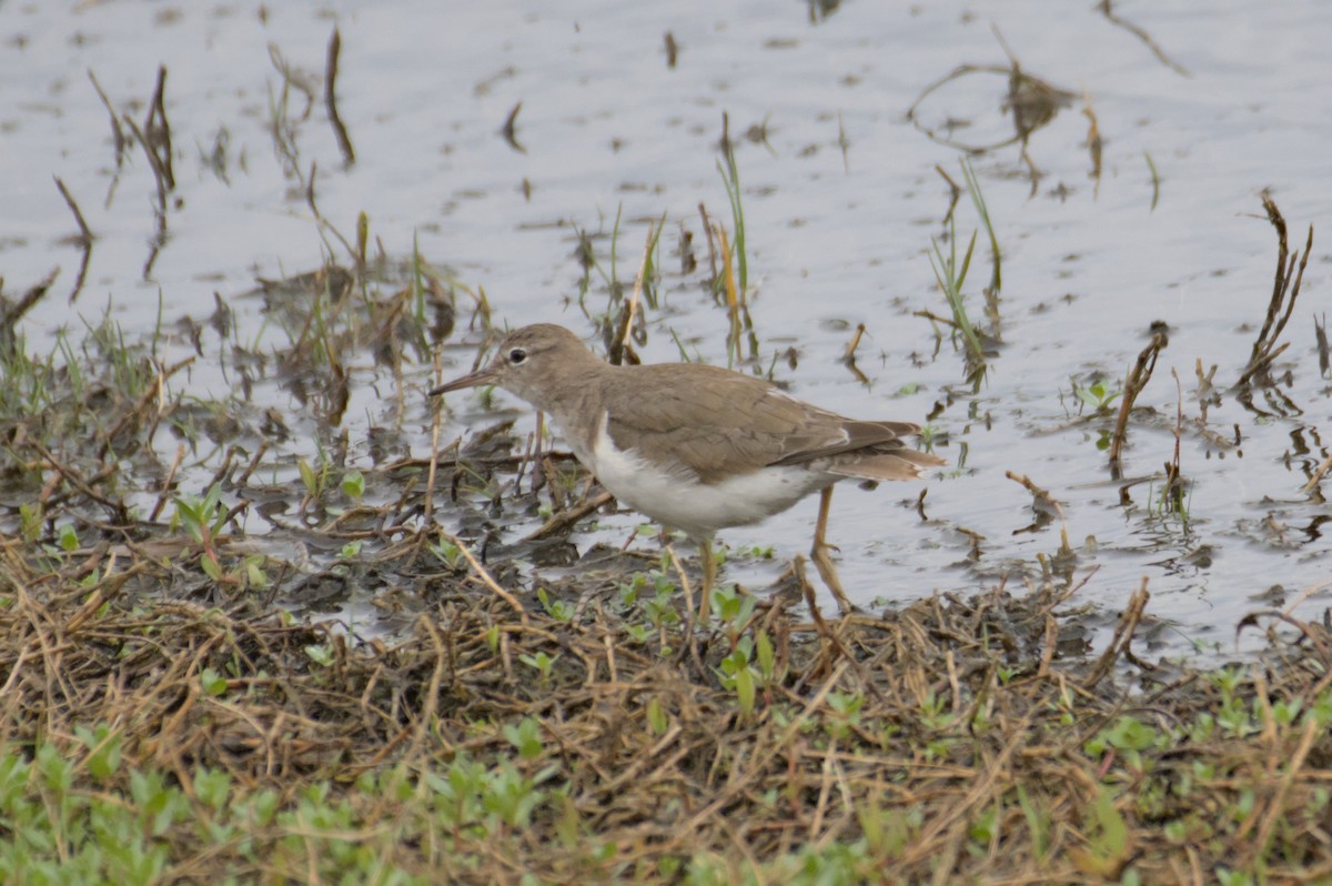 Spotted Sandpiper - ML550114081