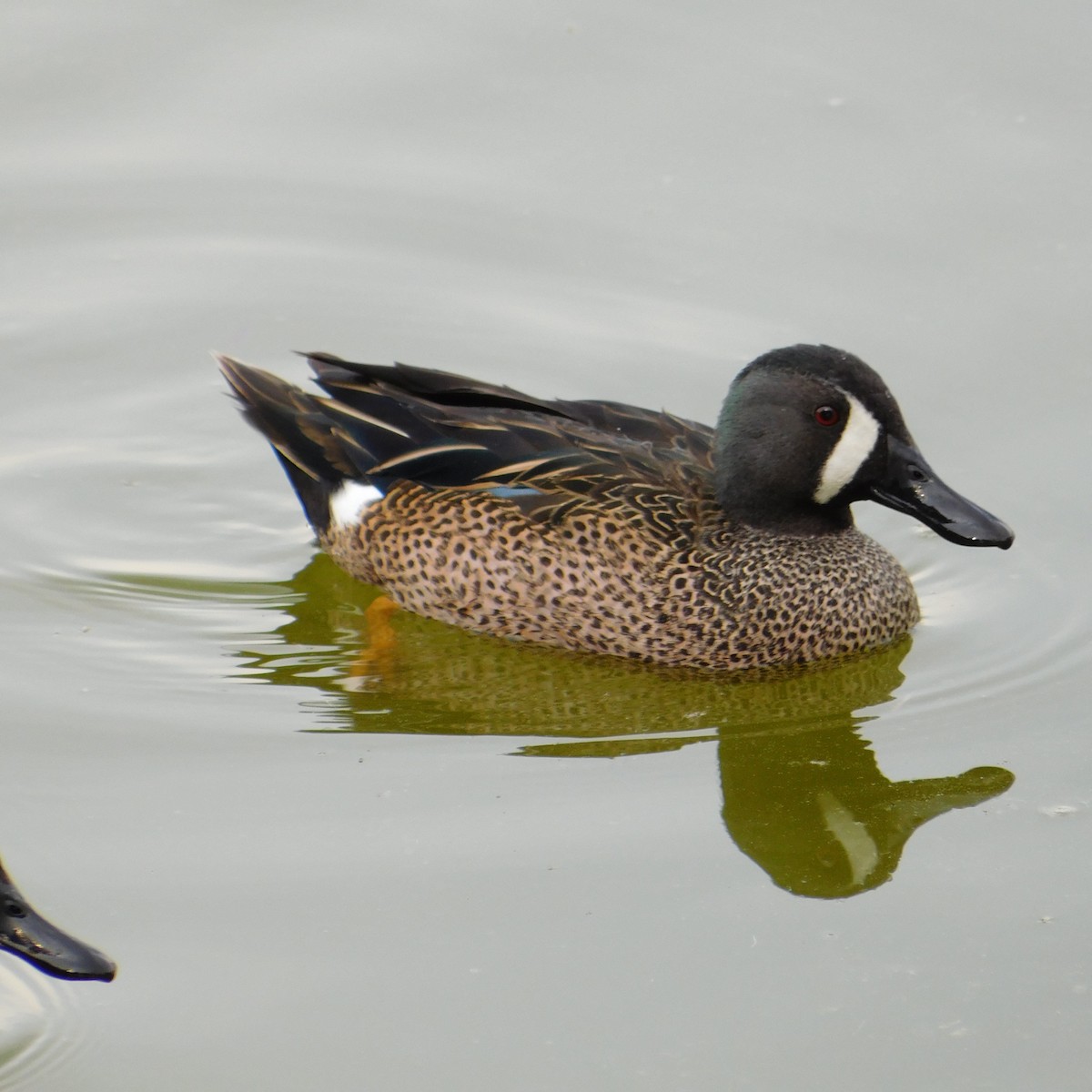 Blue-winged Teal - Alberto Paz