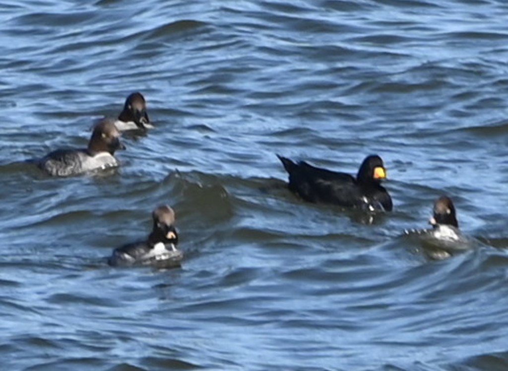 Black Scoter - Steve Davis