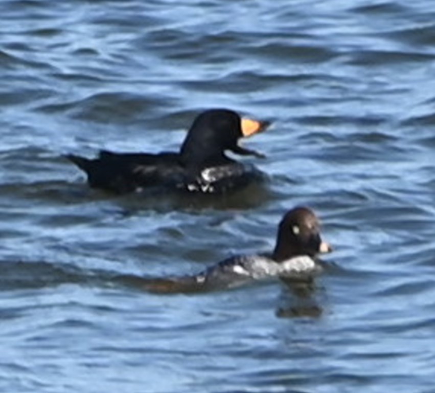 Black Scoter - Steve Davis