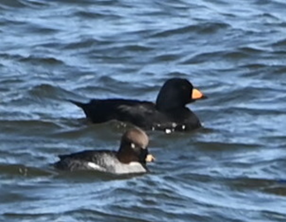 Black Scoter - Steve Davis