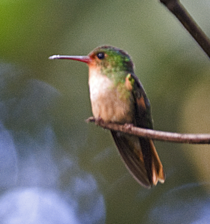 kolibřík půvabný - ML550115361