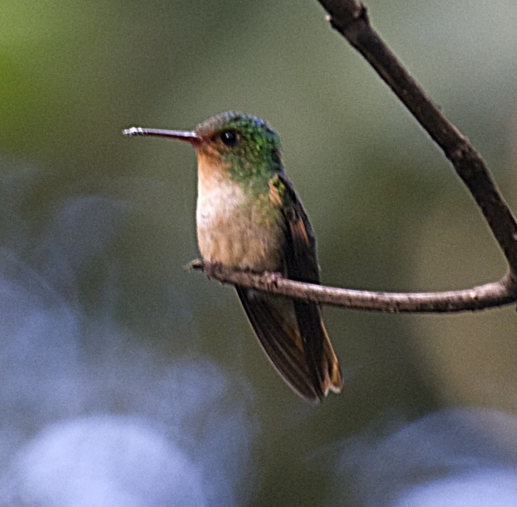 kolibřík půvabný - ML550115371