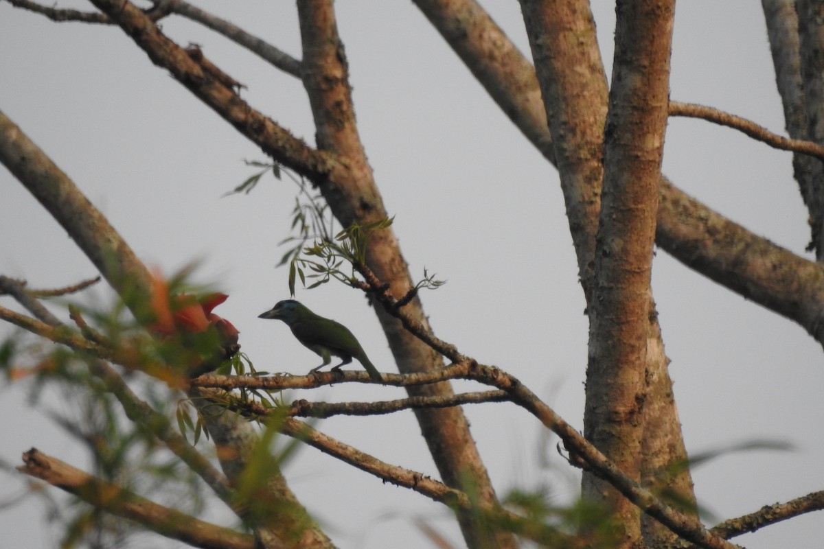 Blue-throated Barbet - ML550115611